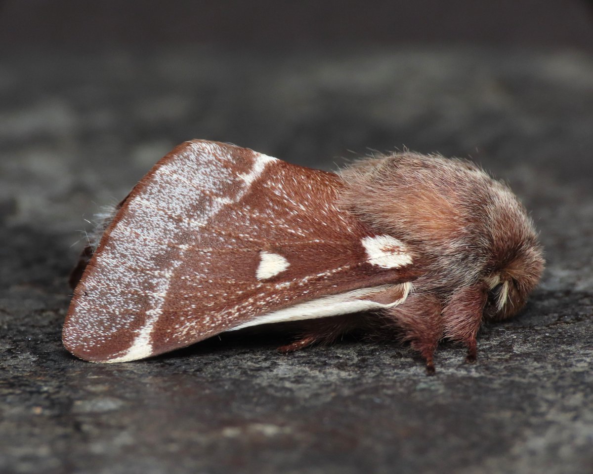 Weymouth: Small Eggar in the trap today, without question one of my favourite moths. Two photos, natural light (1/5 of a second) and the second with a flash diffuser. Which is best? Also Dark Sword-grass, Oak Beauty, Turnip, Twin-spotted Quaker.