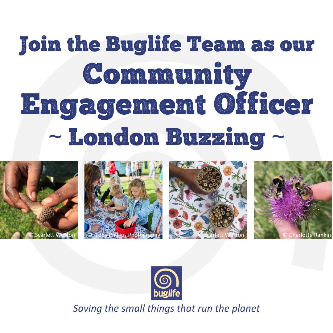 ⭐Closes tomorrow - Join our team!⭐ Could you inspire people who live & work in #London, to raise awareness of & improve habitat for pollinating #insects? 👇 buglife.org.uk/job/london-buz… Not for you? ❤️🔃with your family & friends, to help London's invertebrates. #LondonBuzzing