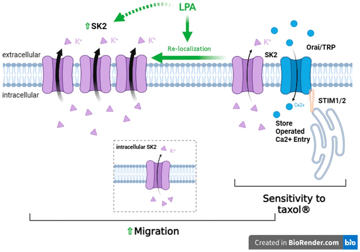 Plasma membrane SK2 channel activity regulates migration and chemosensitivity of high-grade serous ovarian cancer cells

🔗buff.ly/3VjorvJ

#Chemosensitivity #HGSOC #Taxol #OVCA