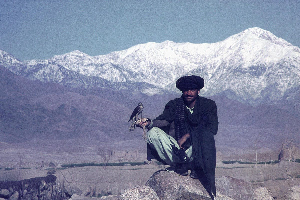One of my favourite reports from @AANafgh - the magic, the poetry, the history of falconry in Afghanistan. English version here: afghanistan-analysts.org/en/reports/con…
