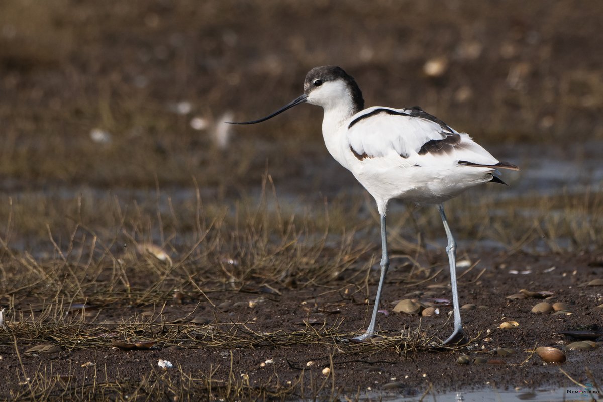 Pied Avocet. Clicked at Bhigwan, Pune. #lifer #IndiAves @natgeoindia #nikonphotography #BirdsSeenIn2024 #BBCWildlifePOTD #birds #birding #birdwatching #TwitterNatureCommunity #BirdsOfTwitter @birdsaroundme @Britnatureguide @GetToKnowNature @birds_advice @birds