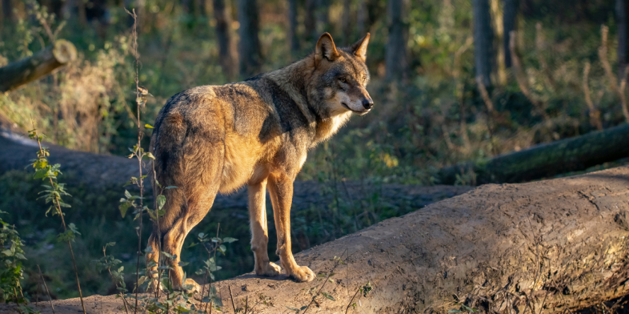 LPOFrance's tweet photo. 🐺[PÉTITION] : Le loup doit rester une espèce strictement protégée !
Appelons @gouvernementFR à rejeter sans ambiguïté la proposition de @UEFrance visant à abaisser le statut de protection du #loup en Europe.
✍️ Signez ici ▶️ https://t.co/JlK7noEryZ 🙏 https://t.co/BYCeMmRiiB