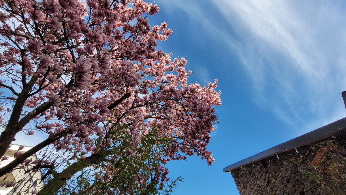 Spring awakening - View from the window
Frühlingserwachen - Blick aus dem Fenster
