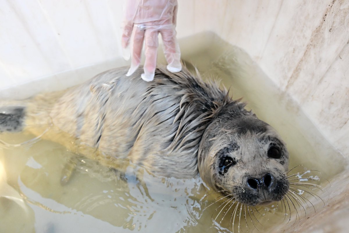 Perhaps due to its young age, this newborn seal was found stranded on the beach of Tangshan. With the assistance of #wildlife experts, the little seal developed natural survival skills. 🦭We have decided to release it back into the ocean once it can hunt for food independently!🥳