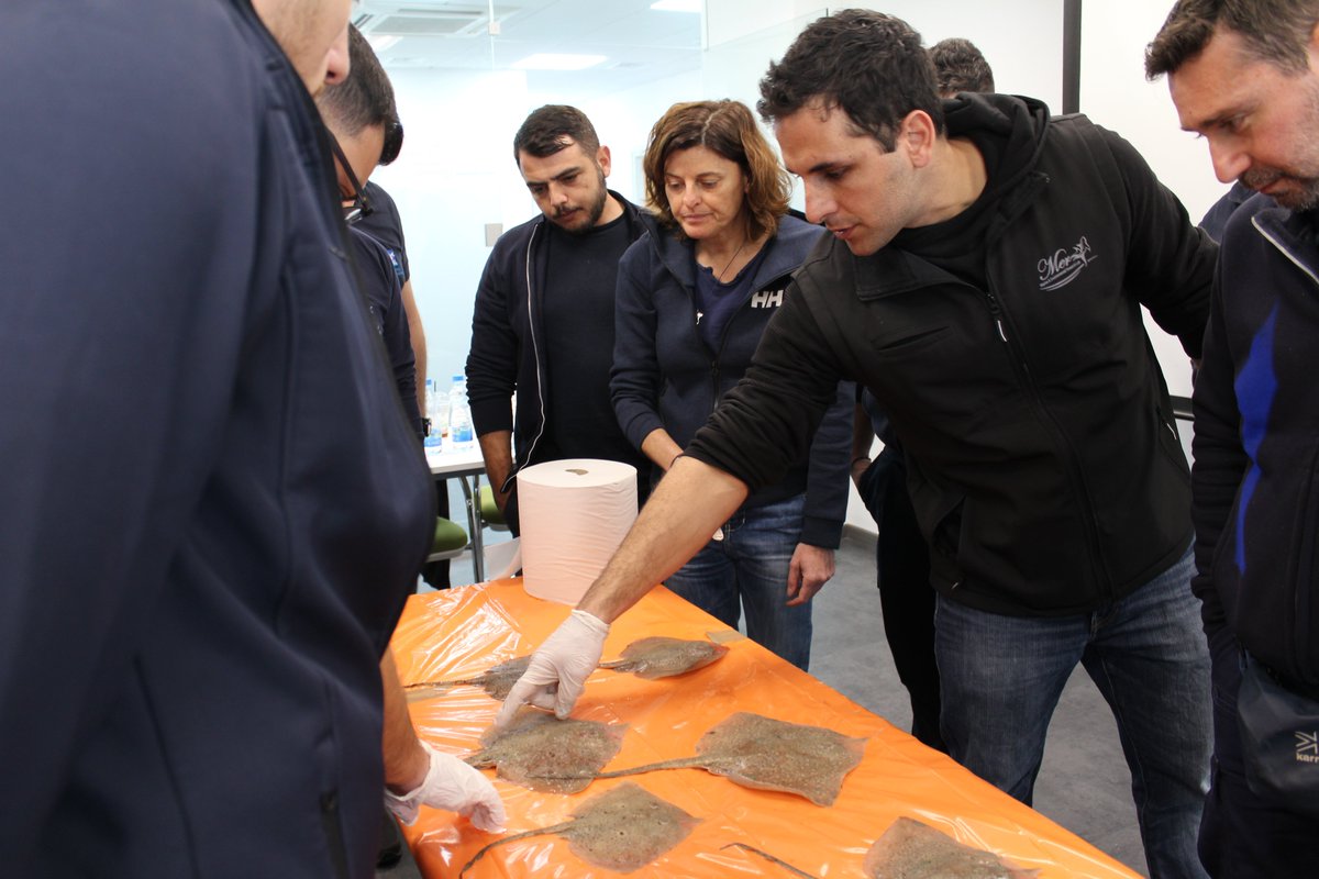 Last week, with @IseaOrg and DFMR Cyprus, we organized '#Shark and #Ray Identification Workshops for National Authorities of Cyprus' as part of @ElifeProject. These workshops engaged officers and fisheries inspectors in identifying and protecting #Elasmobranchs. 🦈