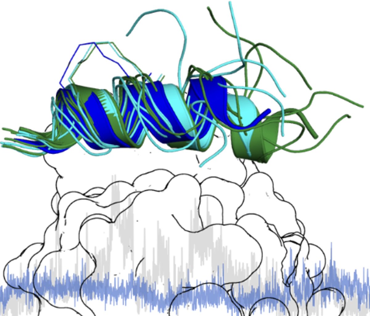 Now online: Transcription factor-targeting stapled peptides @ChemBioChem We've captured 2 peptide confirmations with crystal structures & used MD simulations to understand the dynamics doi.org/10.1002/cbic.2… Congrats @Canan_Durukann @ioana_ilie_UvA @jocelyne_vreede @VU_Science