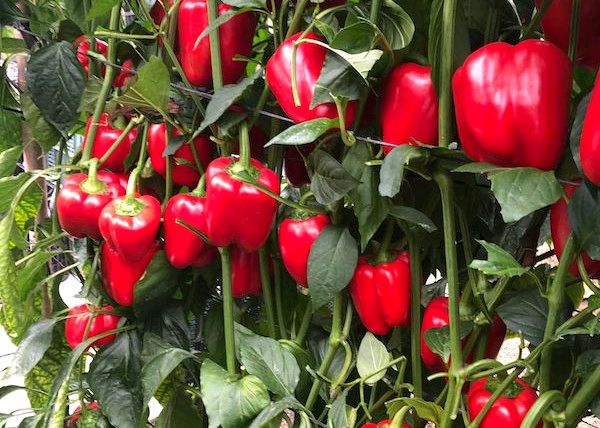 iagronomia's tweet photo. COAG Almería denuncia una nueva alerta sanitaria en pimiento de Marruecos https://t.co/IZO4bkSpTk https://t.co/6r7tl0kvO7