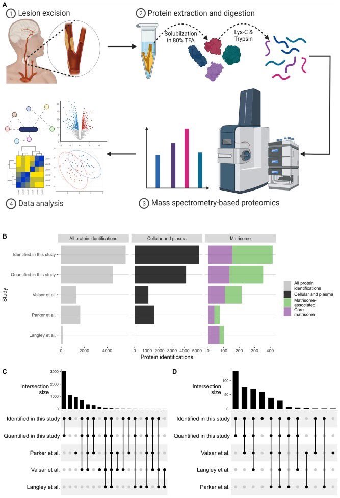 DSMB (@dsmb_dk) on Twitter photo ✨ Latest in Danish matrix biology! ✨
🕵️♂️ Proteomic analysis of the #ECM of human #atherosclerosis reveals changes between plaque types
Nice work, @LasseLorentzen4 <a href="/Karin_Yeung/">Karin Yeung</a> <a href="/EibergJonas/">Jonas Eiberg</a> <a href="/hsillesen/">Henrik Sillesen</a> and co-authors from @BiomedUCPH and <a href="/VascularCph/">CPH Vascular Research Unit</a> 💪
sciencedirect.com/science/articl… ✨ Latest in Danish matrix biology! ✨
🕵️♂️ Proteomic analysis of the #ECM of human #atherosclerosis reveals changes between plaque types
Nice work, @LasseLorentzen4 <a href="/Karin_Yeung/">Karin Yeung</a> <a href="/EibergJonas/">Jonas Eiberg</a> <a href="/hsillesen/">Henrik Sillesen</a> and co-authors from @BiomedUCPH and <a href="/VascularCph/">CPH Vascular Research Unit</a> 💪
sciencedirect.com/science/articl…
