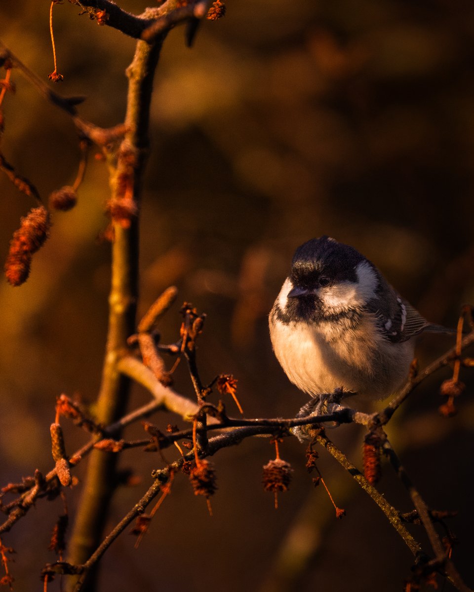 Good morning fam 🧡🖤 
After 7 long nights im finally off... Time to rest...
Have a lovely day all ☀️
#CoalTit #Birds #Photography #INeedGoodVibes