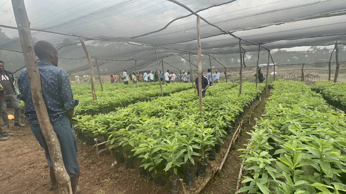 oakdanny's tweet photo. @SweinEthiopia with @GGGIEthiopia is carrying out the Year1 review of the Conservation & Sustainable Forested Landscape project in Oromia and Southwestern Ethiopia with partners @IDE_Global and #ECFF Ethiopia with several exciting #results to showcase https://t.co/1aXT86I52p