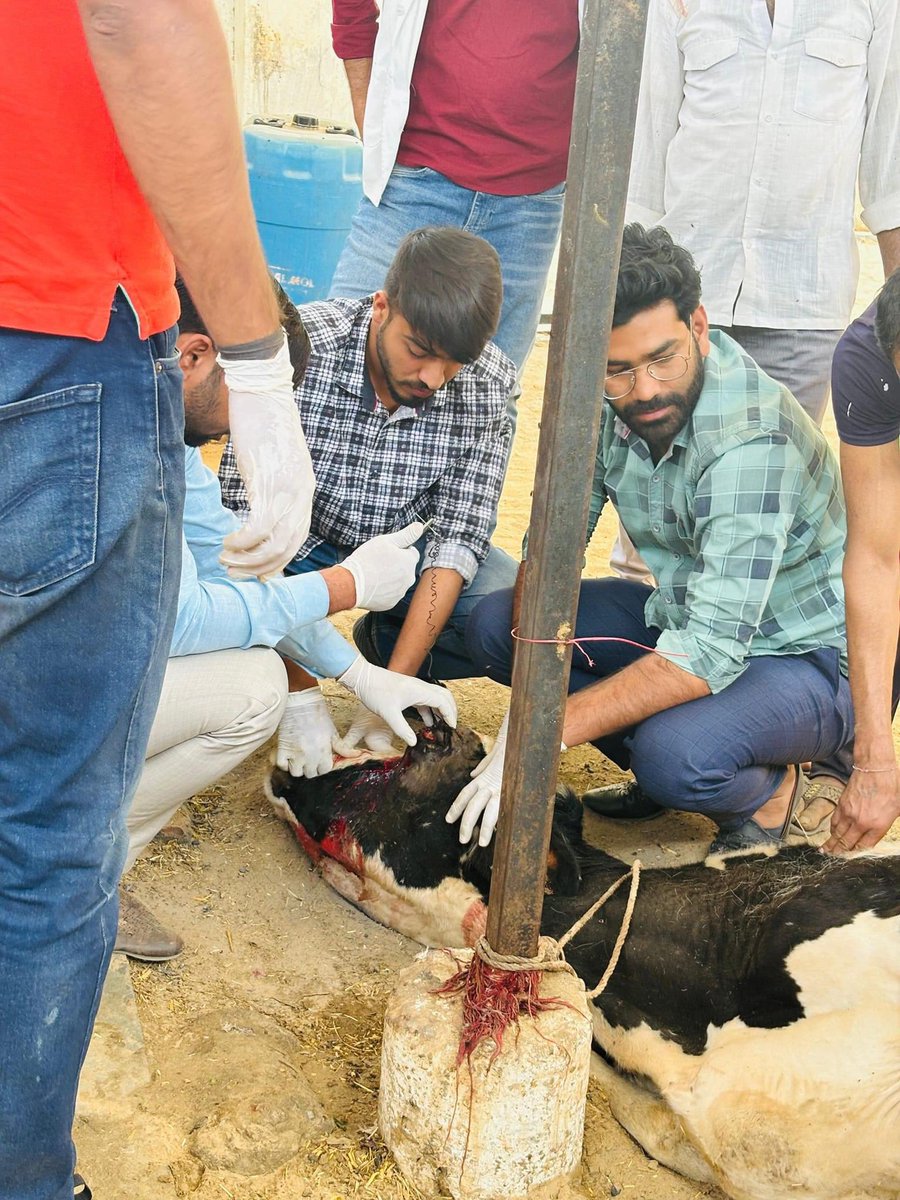 MJFCVAS's tweet photo. Free animal treatment done at syaou gaushala Govindghad chomu https://t.co/tAtxSmp83D