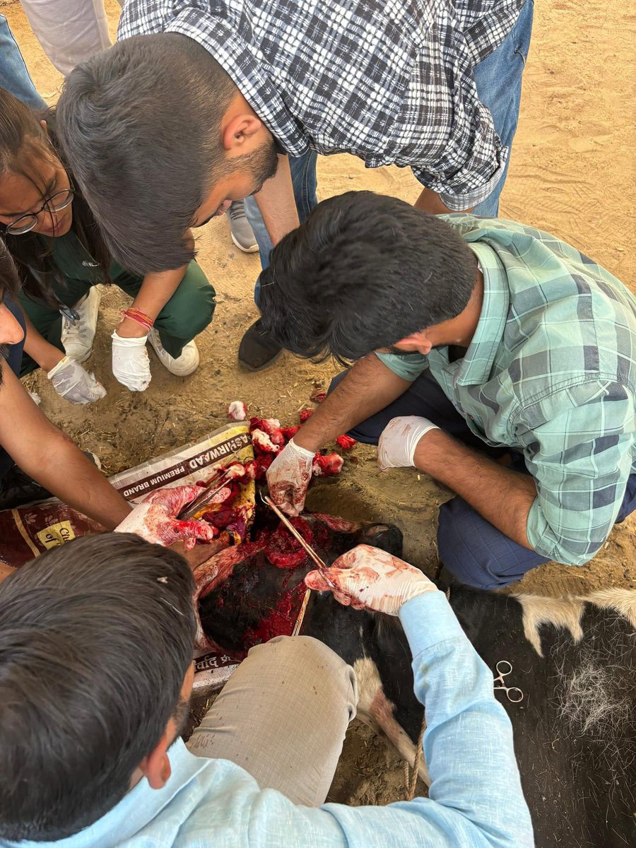 MJFCVAS's tweet photo. Free animal treatment done at syaou gaushala Govindghad chomu https://t.co/tAtxSmp83D