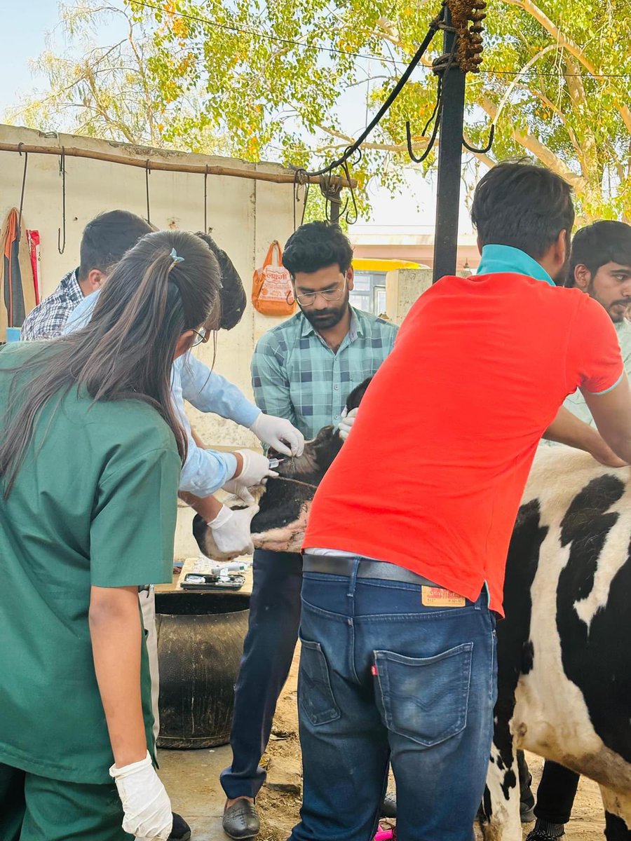 MJFCVAS's tweet photo. Free animal treatment done at syaou gaushala Govindghad chomu https://t.co/tAtxSmp83D