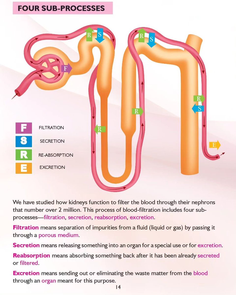 FOUR SUB-PROCESSES

#MedTwitter #MedStudentTwitter #MedEd #anatomy #medicine #Immune