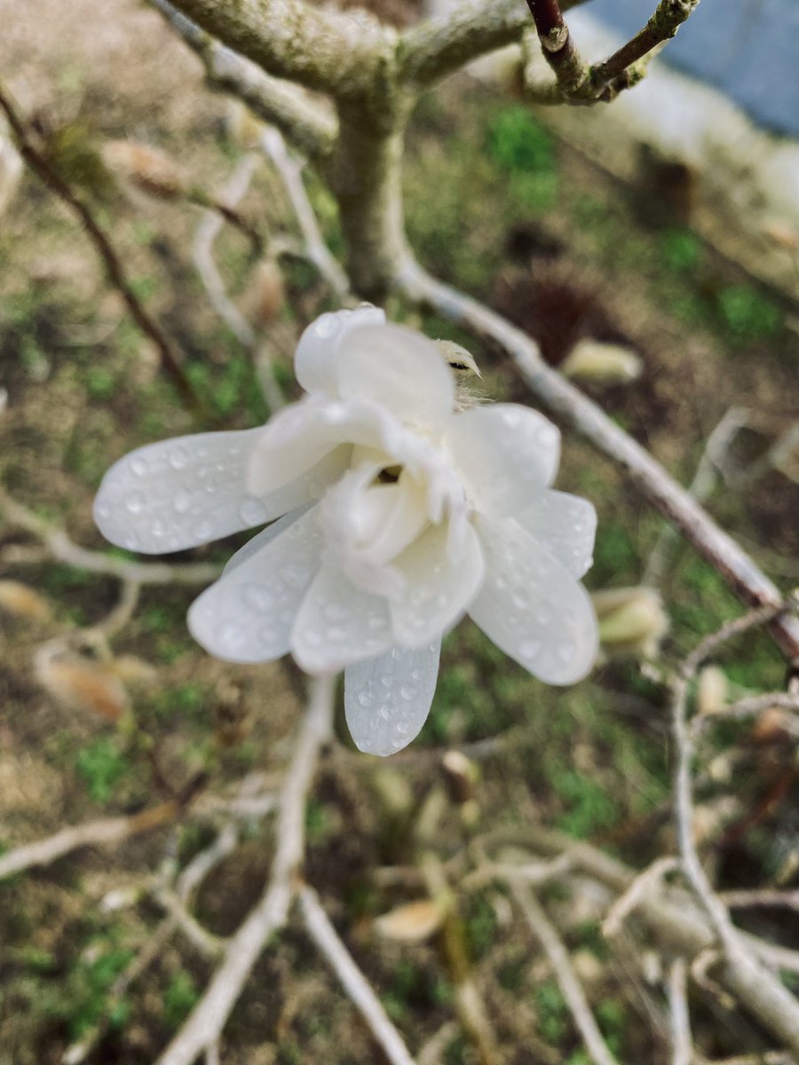 13 years ago we said goodbye to our beautiful baby David.

Today his magnolia tree has one flower open, as if acknowledging his special place here - but not here.

Miss you every single day my biggest boy #david💙 

<a href="/TDavidAshwellF/">TheDavidAshwellFoundation</a> 
#babyloss #raredisease #ACD