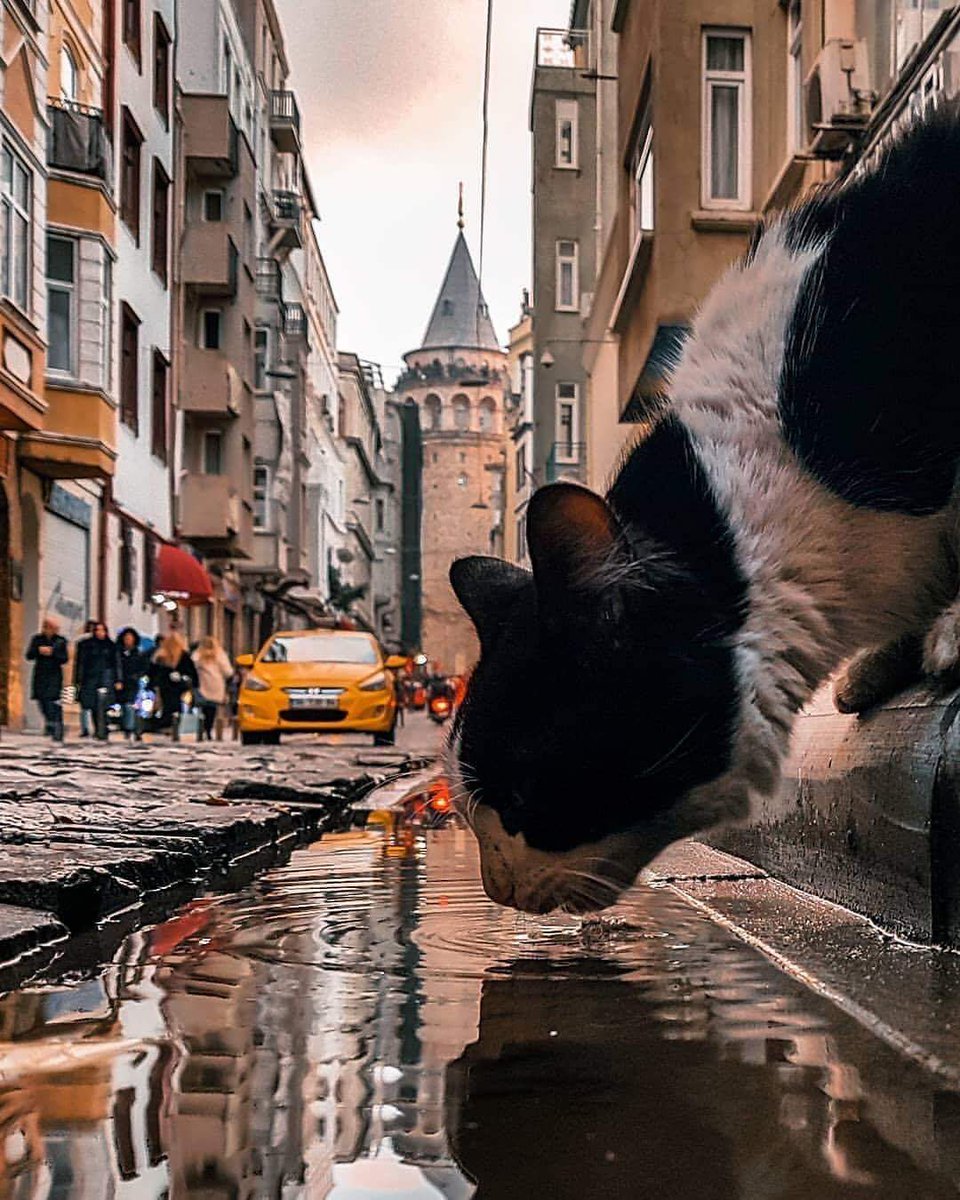 CorellaTej7982's tweet photo. #diadelgato #diadelpadre #FelizMartesATodos y todas #cats #cat #strrets #streelife #streetcats #caturday #Padre #papi #AdoptDontShop #tuesdaycats https://t.co/9x6eIKkWXI
