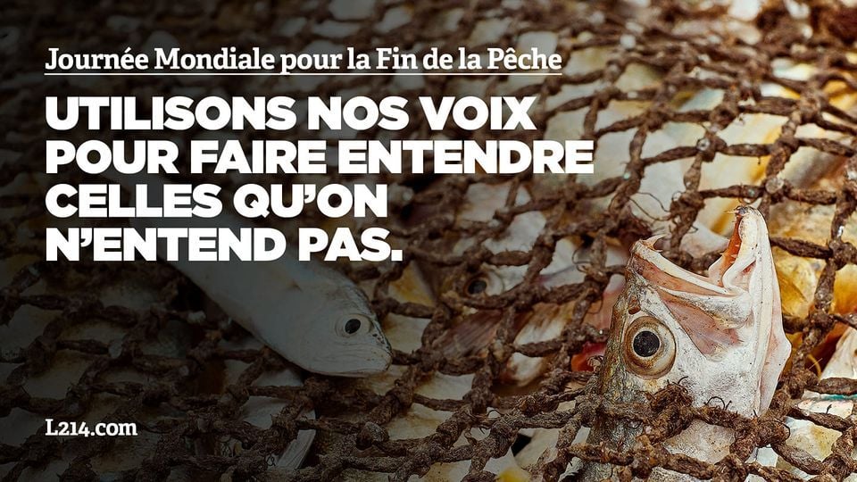 Samedi 30 mars, c'est la #JournéeMondialepourlaFindelaPêche. 🐠🐙🐟RV Place de la Comédie à #Montpellier, avec les bénévoles de @L214, @onevoiceanimal, @SaveSete, #AnonymousForTheVoiceless, ...
🦈Page event : facebook.com/events/8041124…
#StopPêche #SouffranceAnimale #JMFP2024