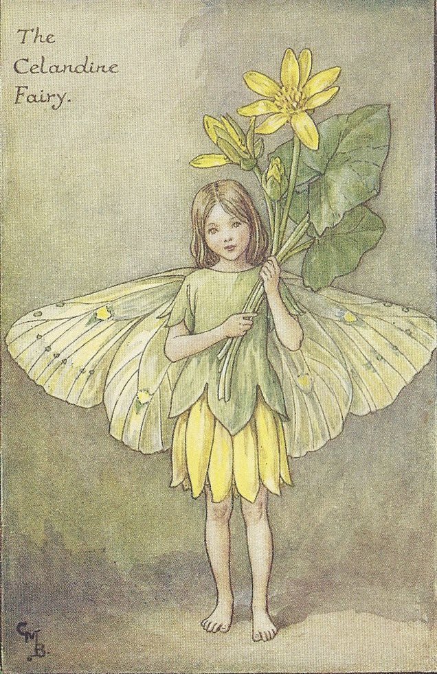 Before the hawthorn leaves unfold, Or buttercups put forth their gold, By every sunny footpath shine the stars of Lesser Celandine..
#TheCelandineFairy #FlowerFairies #CicelyMaryBarker