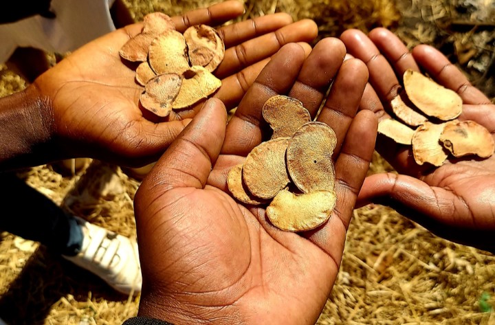 Community Voices Zimbabwe (CVZ) (@cv_zim) on Twitter photo Inclusive Zimbabwean ecosystem restoration initiative joins global efforts: read more👇 medium.com/@javangwepercy…
<a href="/NPartinella/">Ngozo partinella</a> <a href="/edwarddube40/">Edward Chere Dube</a> <a href="/TMidlander/">TheMidlander</a> Inclusive Zimbabwean ecosystem restoration initiative joins global efforts: read more👇 medium.com/@javangwepercy…
<a href="/NPartinella/">Ngozo partinella</a> <a href="/edwarddube40/">Edward Chere Dube</a> <a href="/TMidlander/">TheMidlander</a>