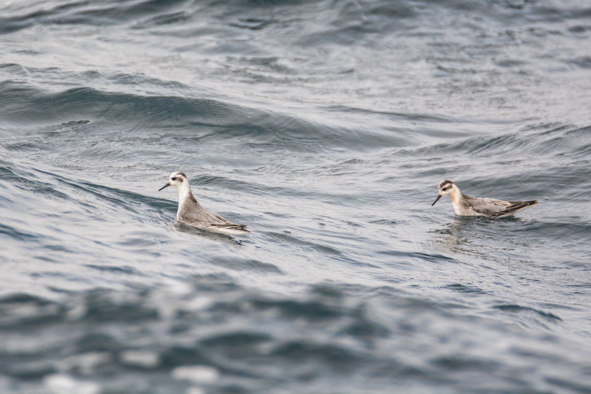 #Superseabirdsunday No one yet has posted Grey phalarope, so here you are. (Red phalarope to our American friends.) Last October, off the Isles of Scilly.