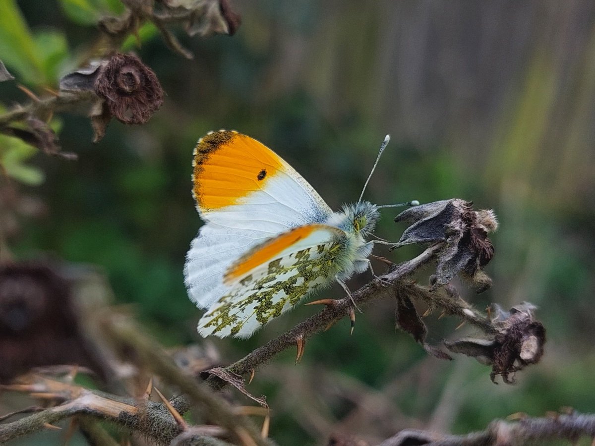 mattgarnham90's tweet image. Butterfly's in force yesterday (18 March 2024) male Orange-tip,l and male Brimstone at Brunwick's Park, Ipswich. Both first of the year. Plus Peacock and Small Tortoiseshell. @SuffolkRecorder @savebutterflies @IpswichGov