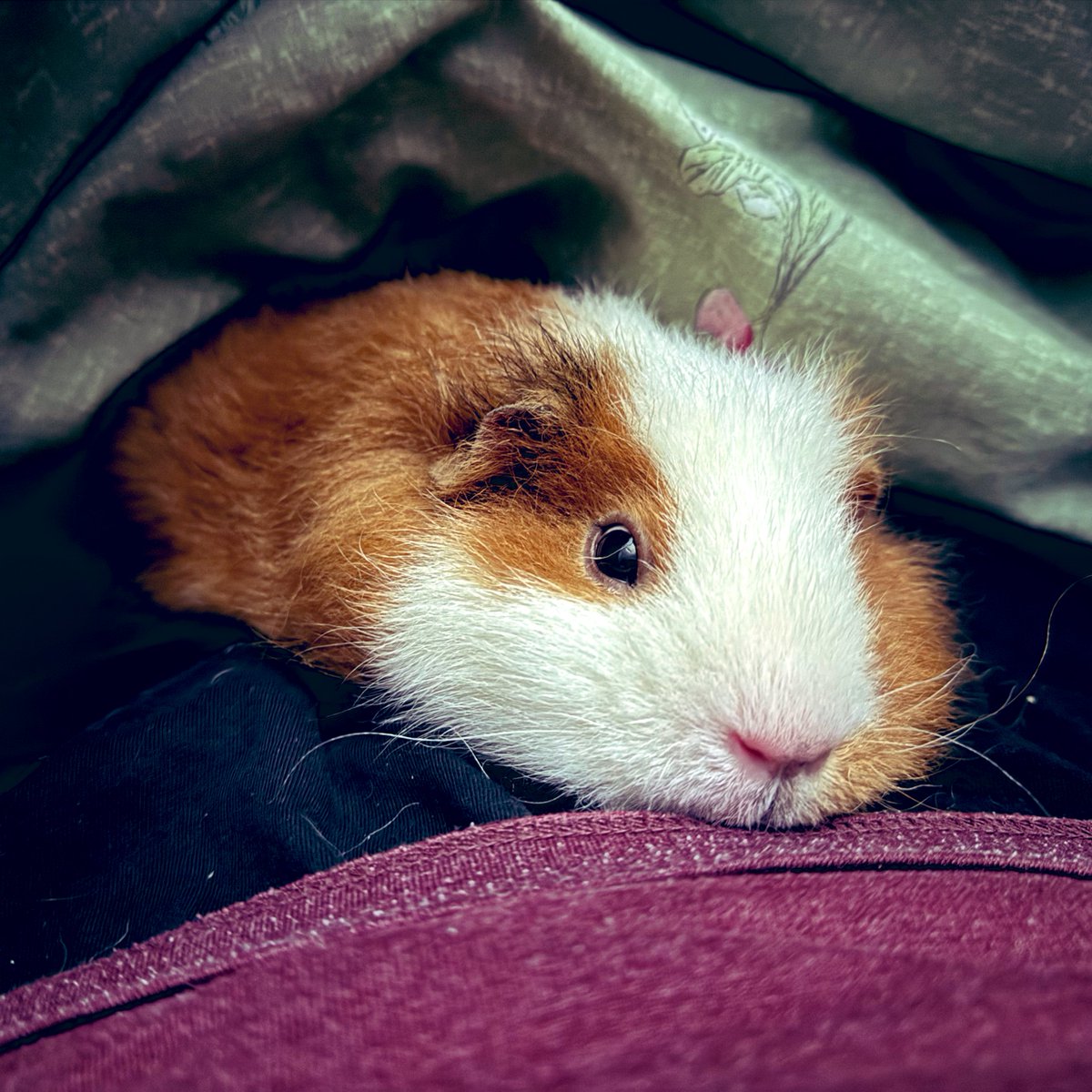 potatku's tweet photo. just resting 😇 https://t.co/I7OseQdmz1
