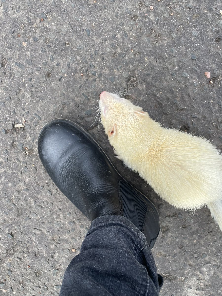 Lost #ferret! It was very friendly and calm around me so I assume it’s someone’s pet. Spotted on the cycle path through Jewel Park 2024-03-19 0930. @EdinDogCatHome perhaps you can help?