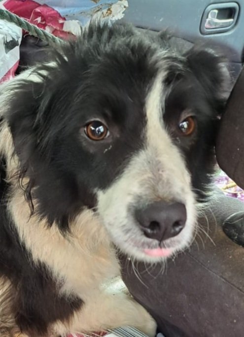 Need to find a home for this two year old female.... really shy and very sweet. She is free to a good home so trying to find her a home incase falls into wrong hands... can transport.... please help her