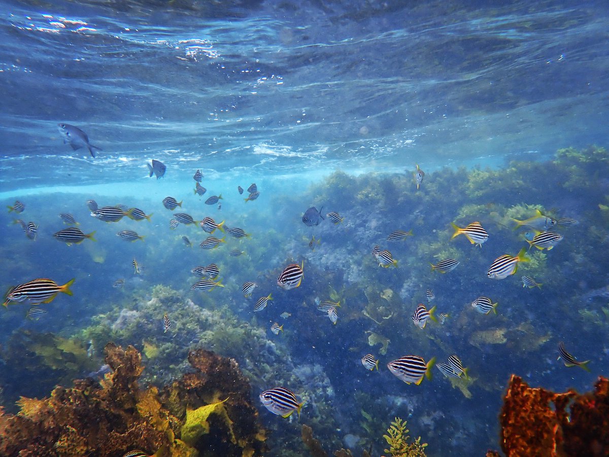 I’m on my way home from an epic stint at Macquarie. Everything went smoothly in the lab (this NEVER happens!), which meant I could fit in a visit to the frog conservation hero’s at Taronga zoo and hear about GGBF habitat restoration from RZS NSW. I also did a lot of snorkelling.