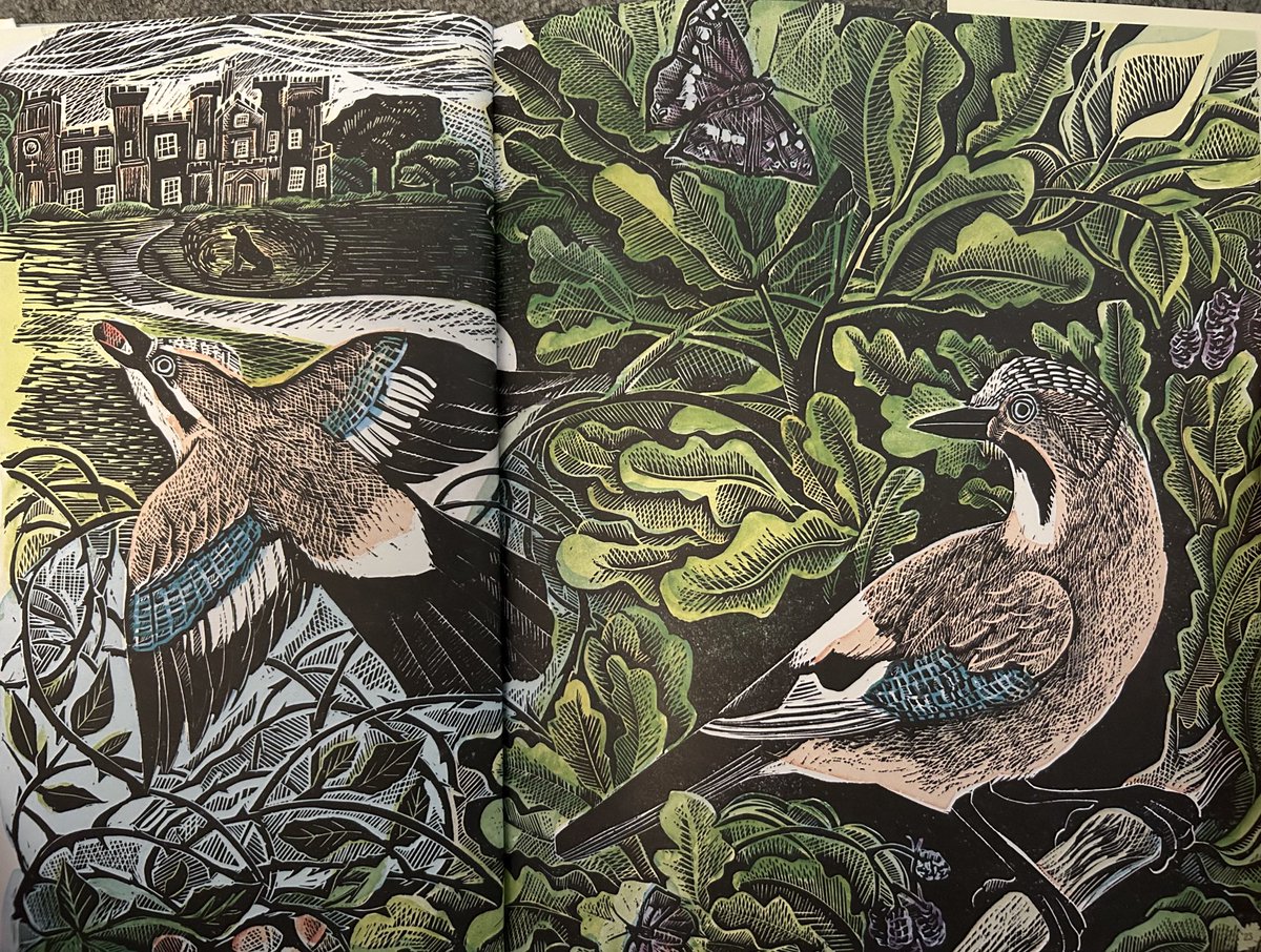 #Newillustrationoftheday: The Oak and the Jay by ⁦<a href="/ANGELACHARDING/">Angela Harding</a>⁩ from the inspiring Wilding by ⁦<a href="/isabella_tree/">Isabella Tree</a>⁩ (⁦<a href="/panmacmillan/">Pan Macmillan</a>⁩). I’ll be posting for your delight a deserving illustration from a new children’s book on this hashtag regularly - if not EVERY day.