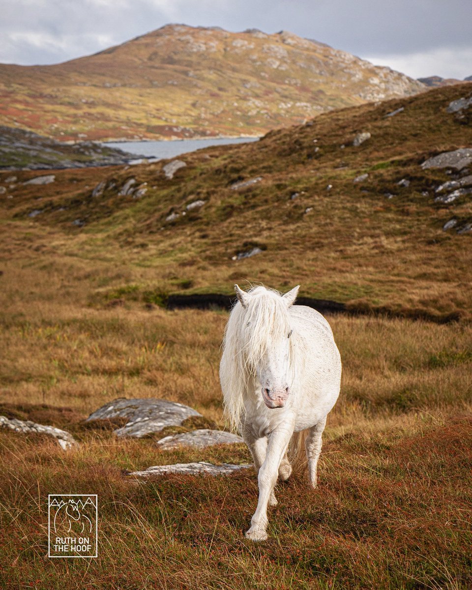 The Outer Hebrides - one of my favourite places and one of my favourite native breeds: the Eriskay pony 🥰🐴 If you’re visiting the islands do get in touch with @EachNanEilean to learn more about the ponies and their people who live there