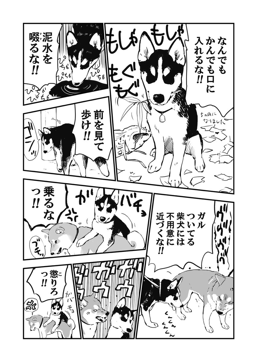ハスキーを飼い始めて 言いたい事が山ほどあるが 一番はコレ 