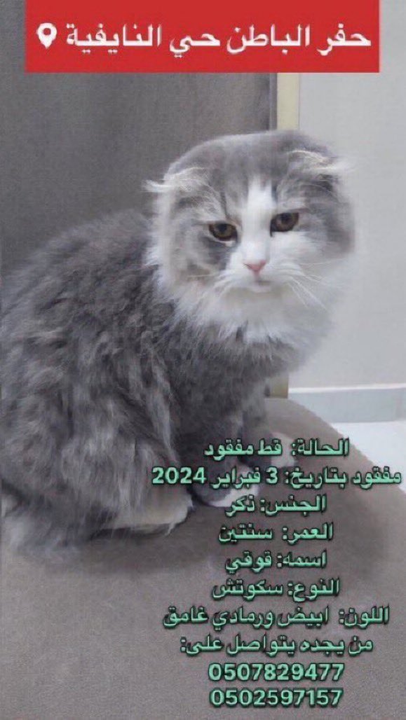 missingpetscare's tweet photo. تحديث 
الحالة: #قط_مفقود 
مفقود بتاريخ: 3 فبراير 2024
#حفر_الباطن 
المكان: حي النايفيه 
الجنس: ذكر
العمر:  سنتين
اسمه: قوقي
النوع: سكوتش
اللون:  ابيض ورمادي غامق
من يجده يتواصل على: 
0507829477
0502597157

#قطط_الحفر #قطط_حفر_الباطن #قطط_مفقوده #قطط #قطط_الشارع 
@Hneen_neen @Lamia1408 @ftomy2021 @aad_fs @Candle310 @Bnota1886 @resqueingcats @ask_alhafar