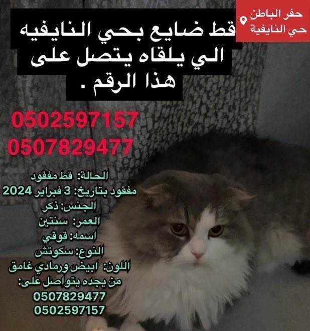 missingpetscare's tweet photo. تحديث 
الحالة: #قط_مفقود 
مفقود بتاريخ: 3 فبراير 2024
#حفر_الباطن 
المكان: حي النايفيه 
الجنس: ذكر
العمر:  سنتين
اسمه: قوقي
النوع: سكوتش
اللون:  ابيض ورمادي غامق
من يجده يتواصل على: 
0507829477
0502597157

#قطط_الحفر #قطط_حفر_الباطن #قطط_مفقوده #قطط #قطط_الشارع 
@Hneen_neen @Lamia1408 @ftomy2021 @aad_fs @Candle310 @Bnota1886 @resqueingcats @ask_alhafar