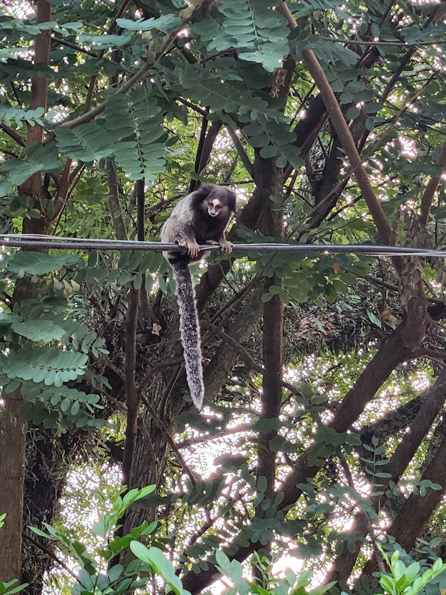 Dr. Patricia Palazzo Tsai tweet media