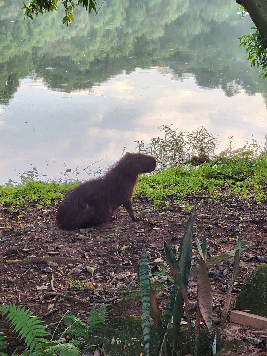 Dr. Patricia Palazzo Tsai tweet media