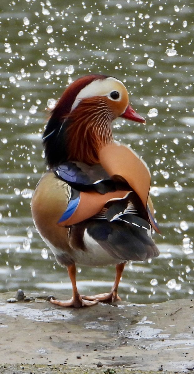 Mandarin duck in the local park #sheffield recently. The water droplets are courtesy of a nearby Mallard splashing about.