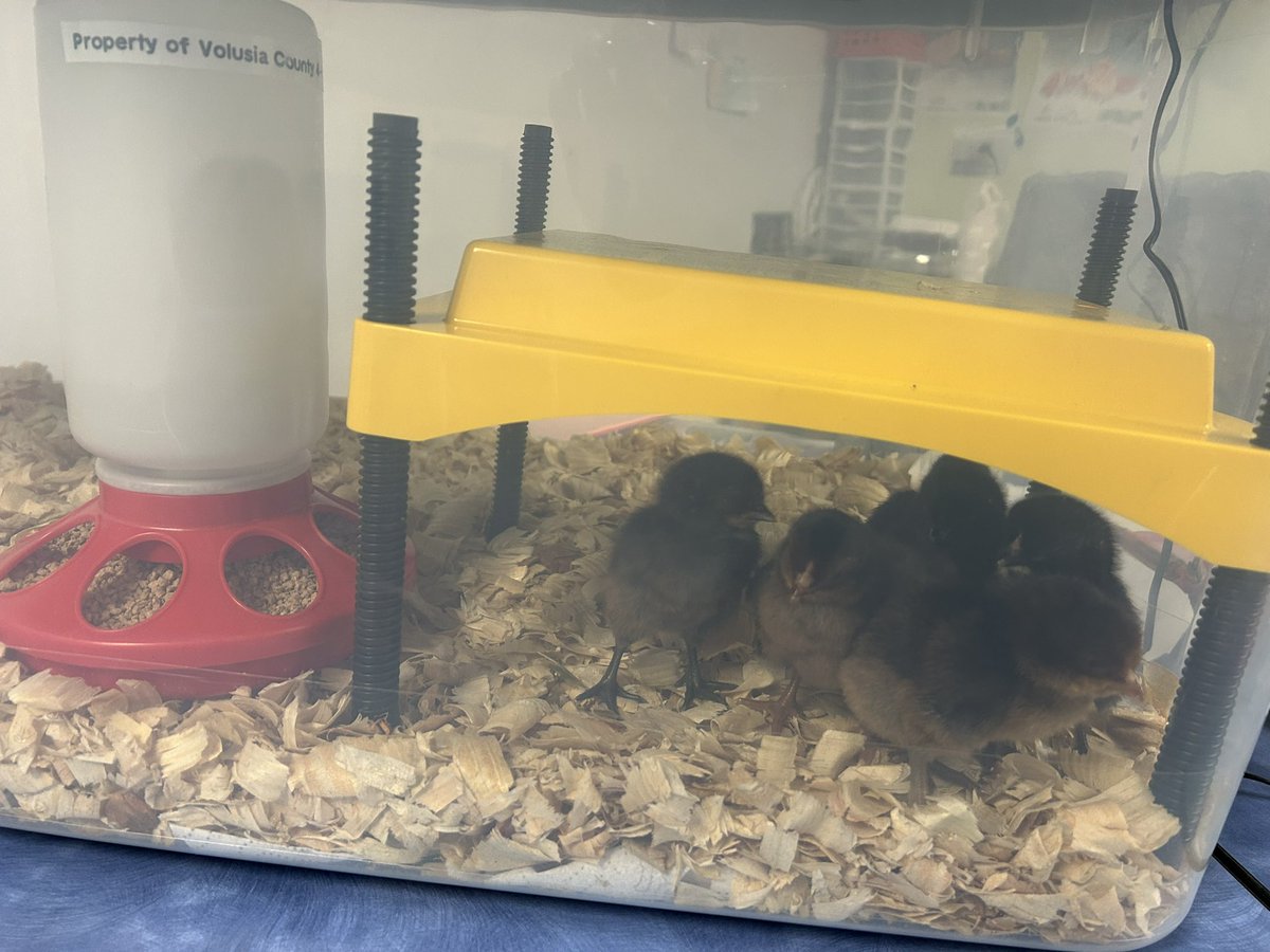 Our 4H embryology experiment is going well at Woodward!  The chicks hatched last week and now we are trying to name them! <a href="/WoodwardStars/">Woodward Avenue Elem</a>
