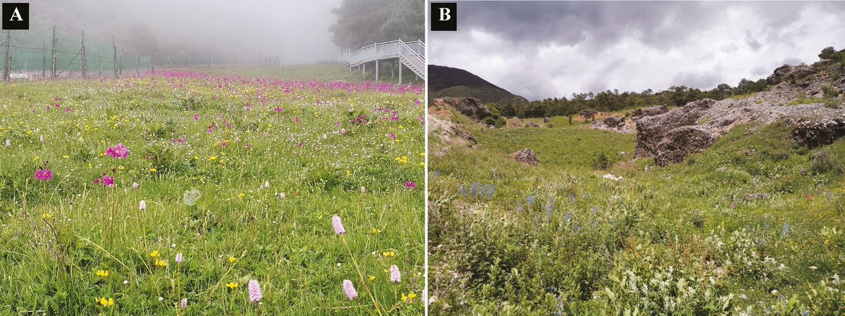 🌼 New article in @AoB_PLANTS on the impact of floral traits, rewards and habitat water availability on flowering phenology in high-elevation meadows, by Shristhi Nepal an co-authors. Full #openaccess 👉 bit.ly/3wTUgB5 #PlantScience