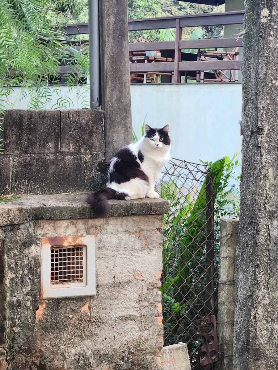 Dr. Patricia Palazzo Tsai tweet media