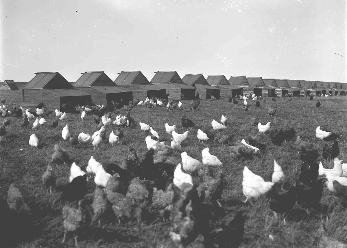Today is #NationalPoultryDay which may seem like a paltry excuse for posting past pictures of poultry, but our #PhotographicArchives is cheerfully chock-full of chickens, ducks and other fantastically feathered fowl.