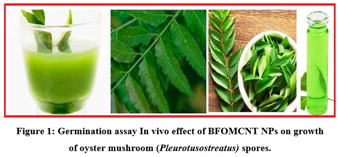 bit.ly/3Sf9asx - Read the Article here
Enhanced Growth of Green Synthesized Bi2Fe4O9: Nanoparticles Decorated on MWCNT
#BismuthdopedIronoxide #MWCNTNanoparticles #AntimicrobialActivity #Greensynthesis #MurrayakoenigiiAzadirachtaindica