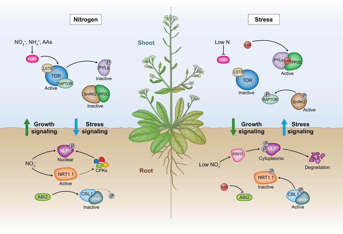Abiotic stress in plants (Green Survivors) (@abioticstress) on Twitter photo Tansley insight by <a href="/arielo_cerda/">Ariel Cerda Rojas</a> & <a href="/plants_alvarez/">Jose Miguel Alvarez</a> <a href="/NewPhyt/">New Phytologist</a> <a href="/wileyplantsci/">Wiley Plant Science</a>
Insights into #molecular links and #transcription networks integrating #drought stress and #nitrogen signaling
nph.onlinelibrary.wiley.com/doi/10.1111/np…
#PlantSci <a href="/PlantBiologyNSP/">plant_biology_nsp</a> <a href="/Crop4Clima/">Crop4Clima</a> <a href="/Crop_Nutrition/">CropNutrition</a> <a href="/janiasz1/">Janusz Niedojadło - RNA Biology Lab</a> Tansley insight by <a href="/arielo_cerda/">Ariel Cerda Rojas</a> & <a href="/plants_alvarez/">Jose Miguel Alvarez</a> <a href="/NewPhyt/">New Phytologist</a> <a href="/wileyplantsci/">Wiley Plant Science</a>
Insights into #molecular links and #transcription networks integrating #drought stress and #nitrogen signaling
nph.onlinelibrary.wiley.com/doi/10.1111/np…
#PlantSci <a href="/PlantBiologyNSP/">plant_biology_nsp</a> <a href="/Crop4Clima/">Crop4Clima</a> <a href="/Crop_Nutrition/">CropNutrition</a> <a href="/janiasz1/">Janusz Niedojadło - RNA Biology Lab</a>