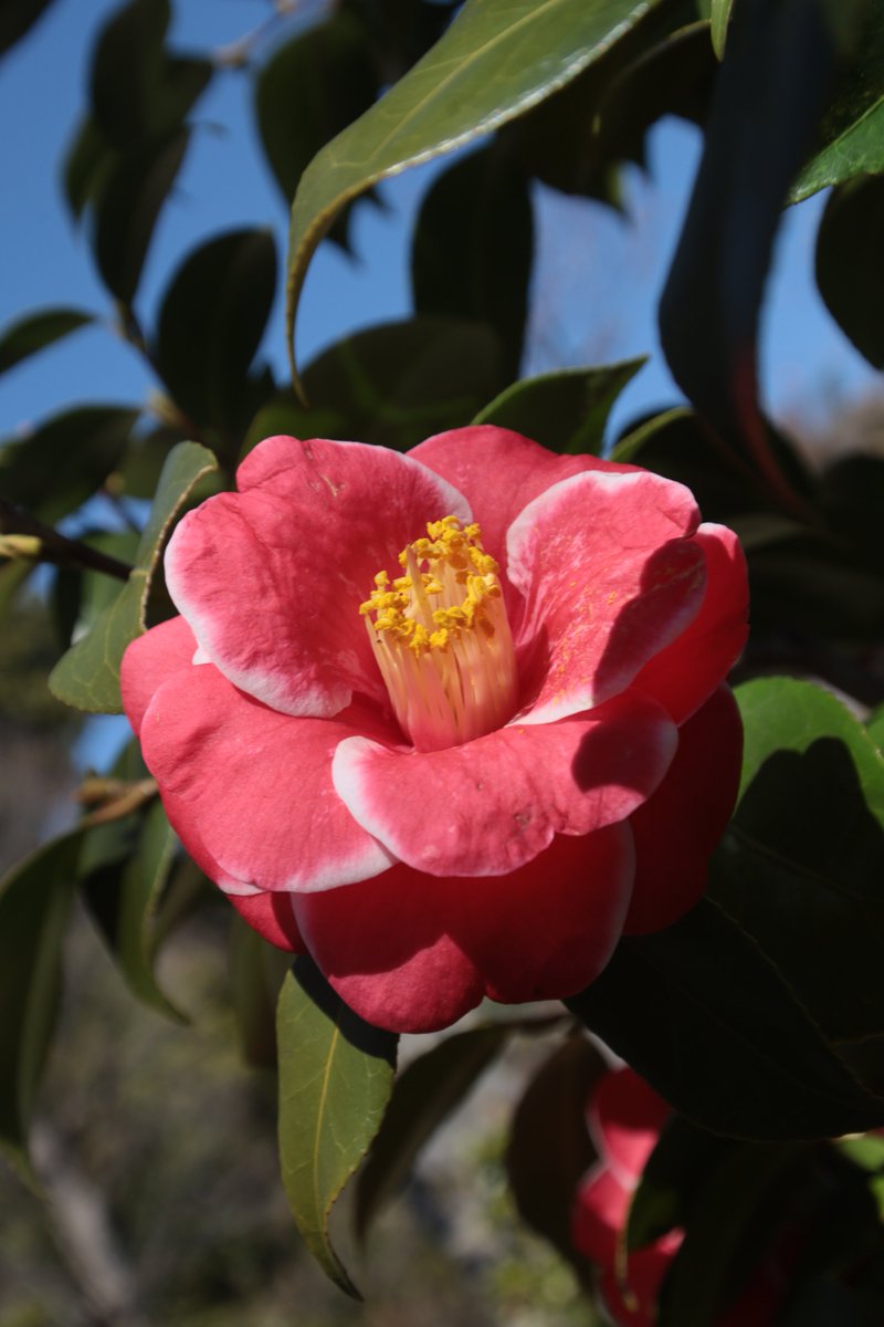 Camellia 😇