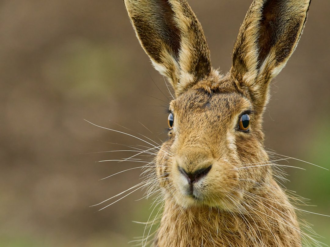 Prepare for the hare spam! One minute you stop to photograph displaying lapwing, the next a gorgeous hare is staring at you so close you can't get it all in the frame! An amazing encounter, still buzzing.
#olympus #om1 #mzuiko300mmf4 #mirrorless #photography #wildlifephotographer