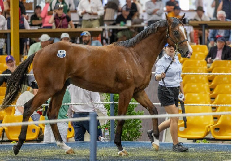 Justify Leading Sire at Adelaide Magic Millions. Demand for the progeny of Triple Crown winner Justify was strong at the Adelaide Magic Millions Yearling Sale... bit.ly/3TFHW0d
