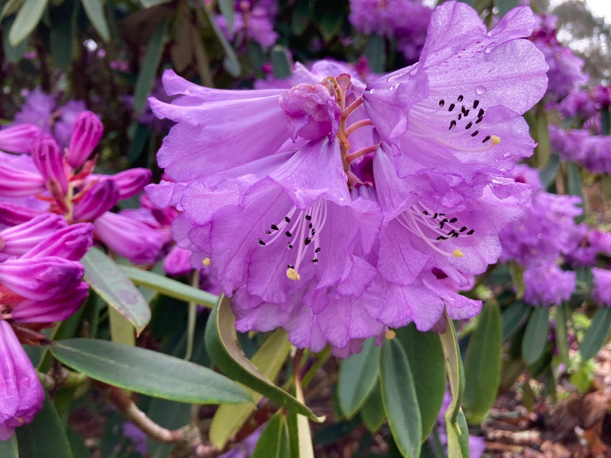 Let’s see blooming spring all over the Gardens.