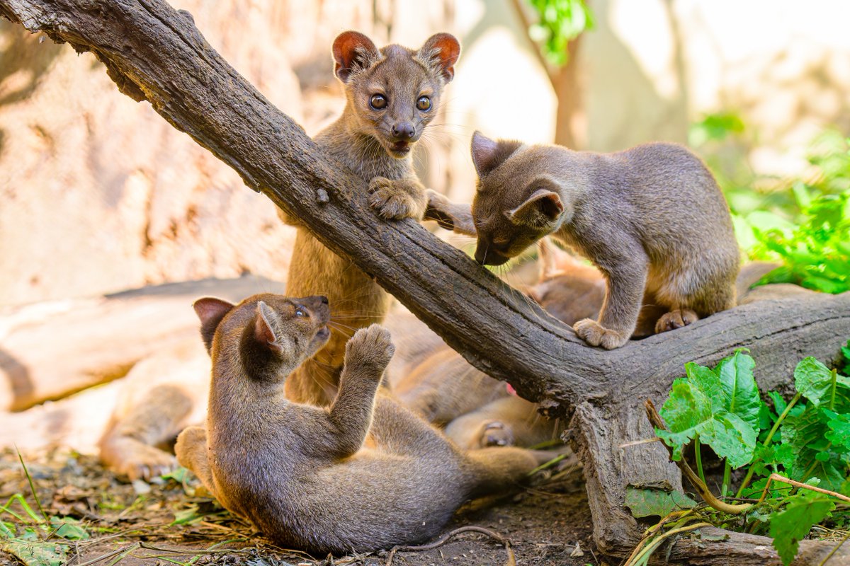 #Fossa zählen zu den gefährdeten Tierarten auf der Roten Liste. Im ungünstigsten Fall gibt es nur noch etwa 2.500 Fossa auf Madagaskar. Der #Zoo Duisburg setzt sich mit dem Fossa-Fond für die Tiere ein. So werden Wildhüter bezahlt oder Freilandstudien finanziert. #Artenschutz
