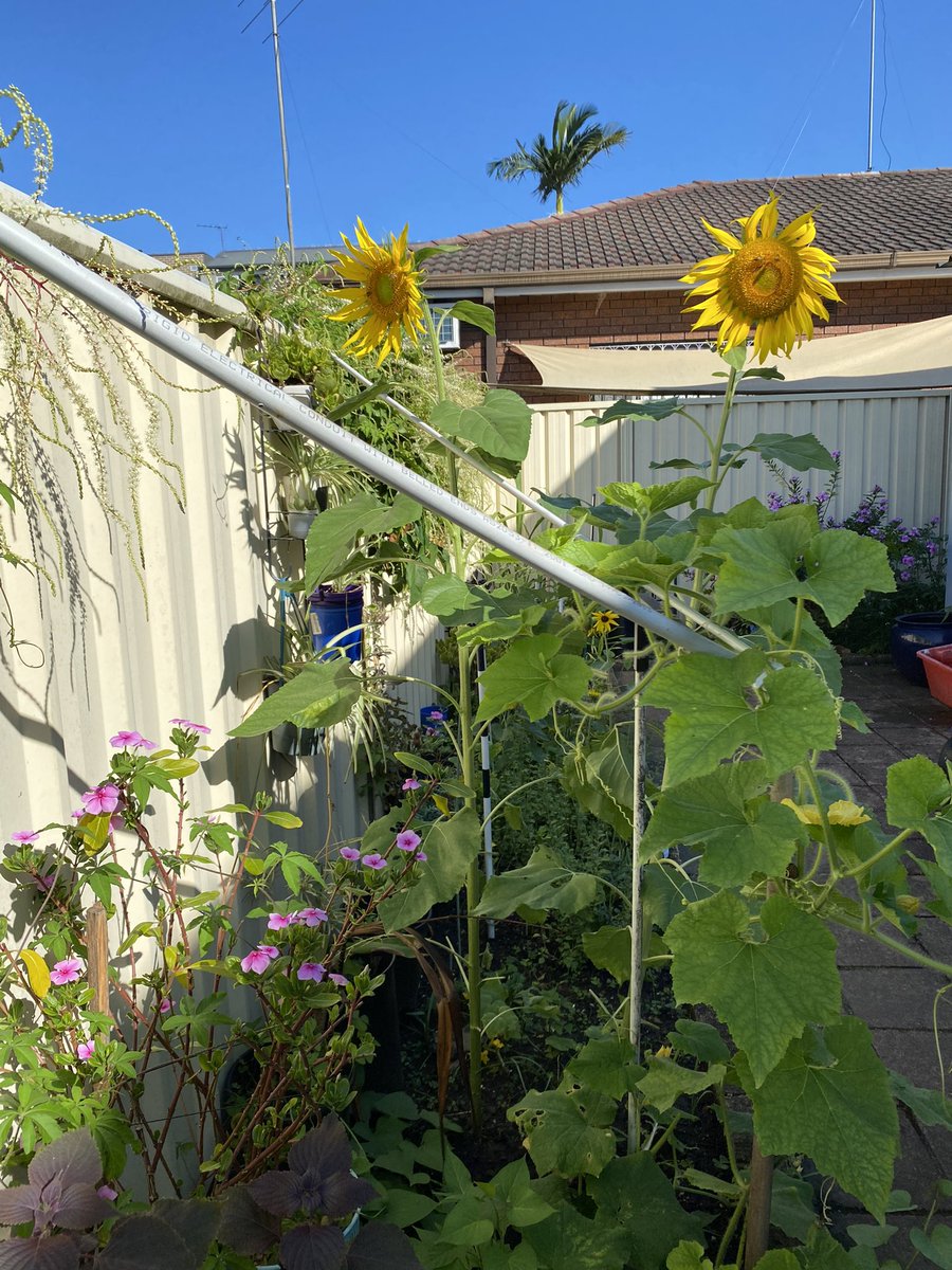 ブンブン🐝ブン🐝蜂が飛ぶ… ♪まだまだまだ夏日のシドニー❣️暑ッ！ひまわりが神々しく見える！#sydney2024 #sunflowers🌻#家の庭 #gardening #畑仕事