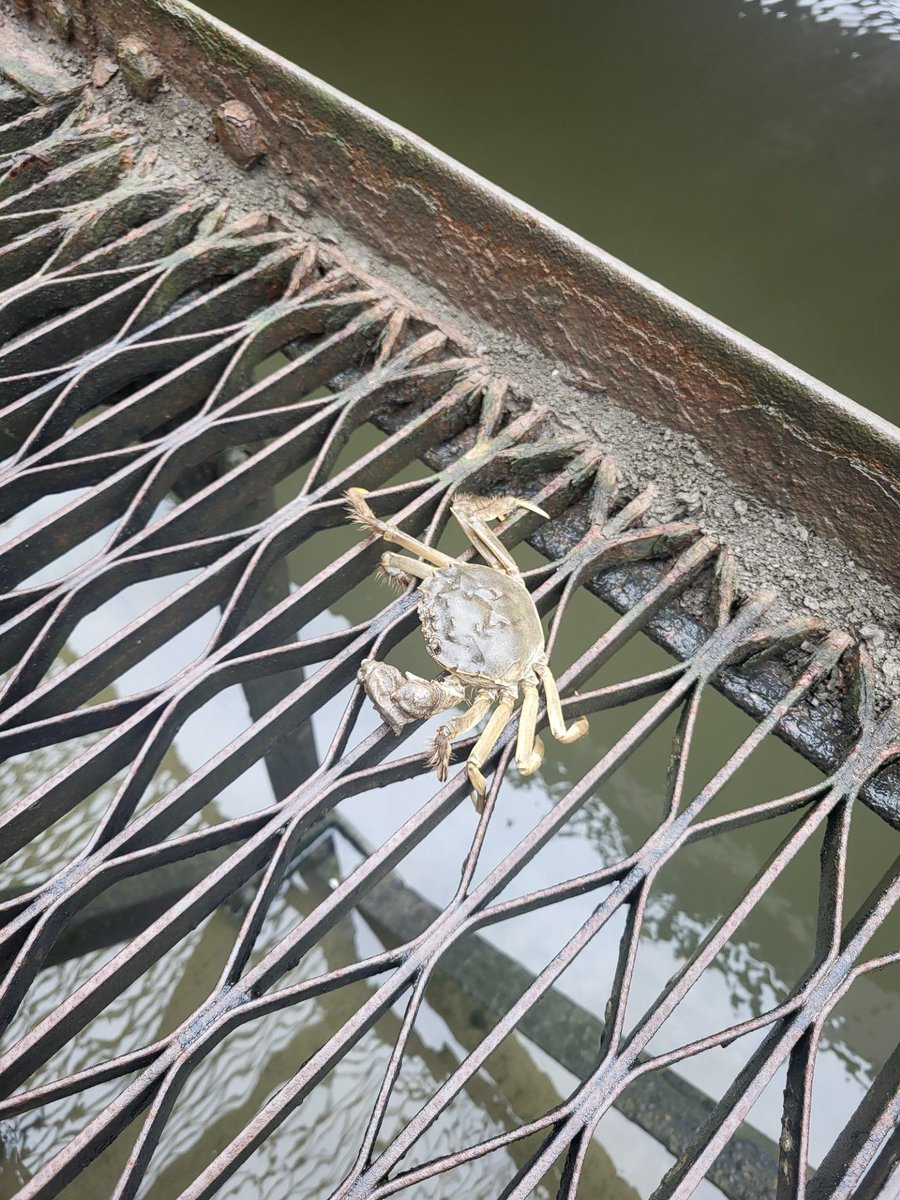 They're on the move again! Meet Kevin the Chinese mitten crab (named by the dockmasters), enjoying the sunshine 🌞 at St Katharine's Dock Marina in London. As an invasive non-native species, we encourage sightings to be reported to us. See link - buff.ly/3TGf8o9 #Inns